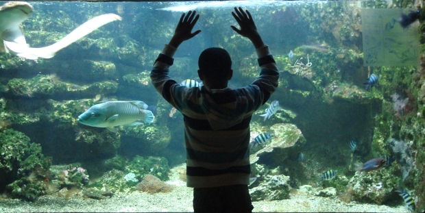 aquarium_web aquarium